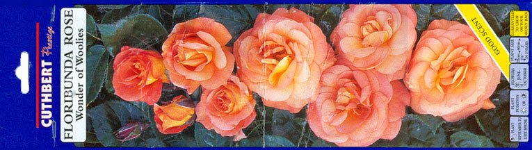 The Floribunda Rose - 'the Wonder of Woolworth' with delicate orange petals and a good scent, as sold in the High Street stores from 1995 to 2005