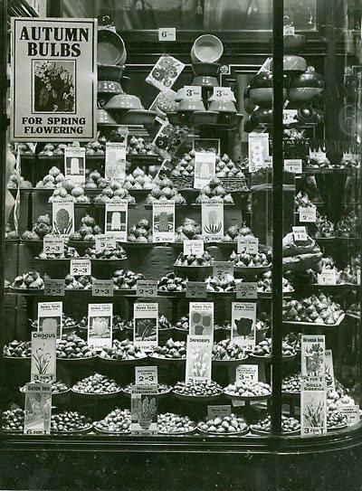 A window display promoting the wide range of Autumn Flower Bulbs that were available from Woolworth's in the 1930s, some as cheaply as three for one penny