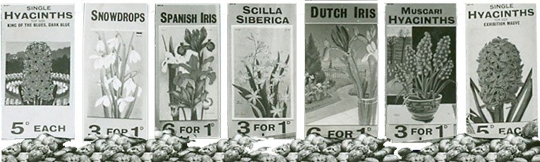 Some of the price tickets for flowering bulbs from Woolworths' windows in 1939